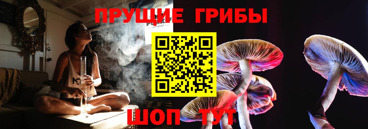 Псилоцибиновые грибы Psilocybine cubensis Подольск